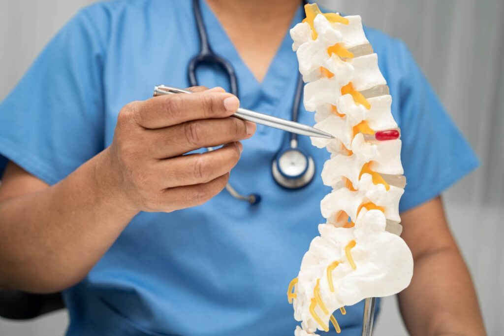 Asian doctor holding spinal nerve and bone model