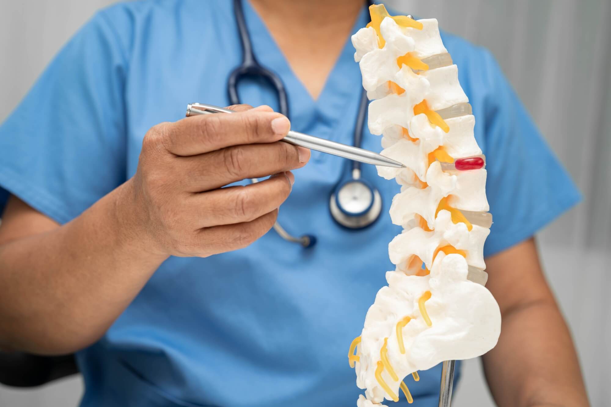 Asian doctor holding spinal nerve and bone model