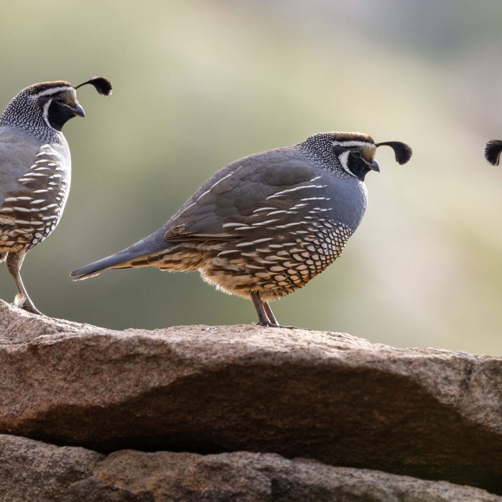 California Quail