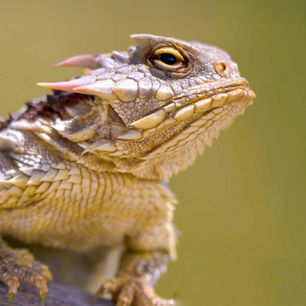 Horned Lizard