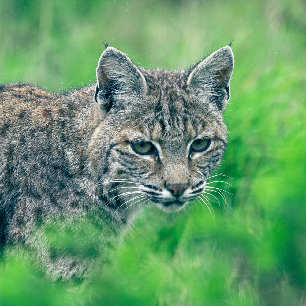 Bobcat