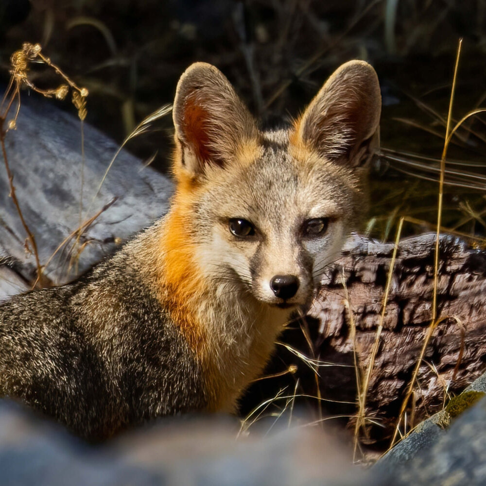 fox