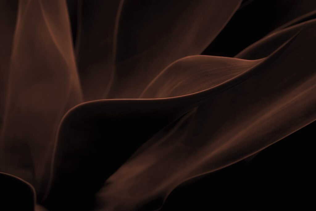 Agave attenuata leaf details, cactus plant, soft and dark mood texture