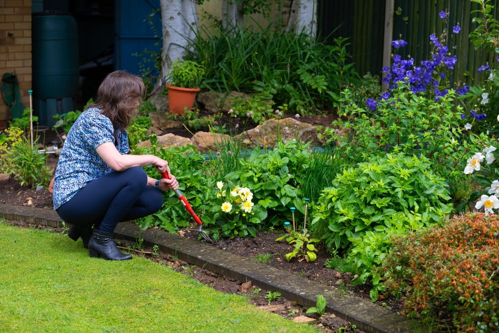 An attractive, healthy and fit brunette female gardener planting a new summer flowering border.