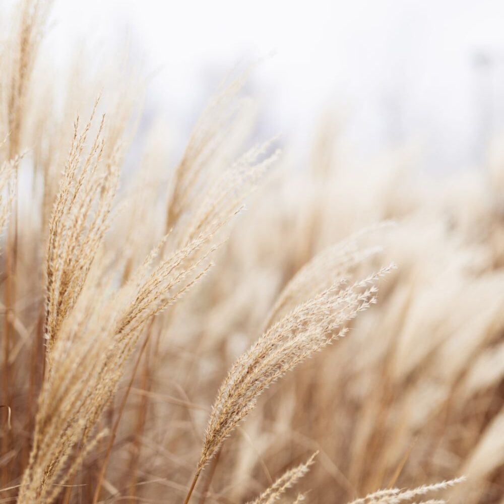 Soft plants Cortaderia selloana