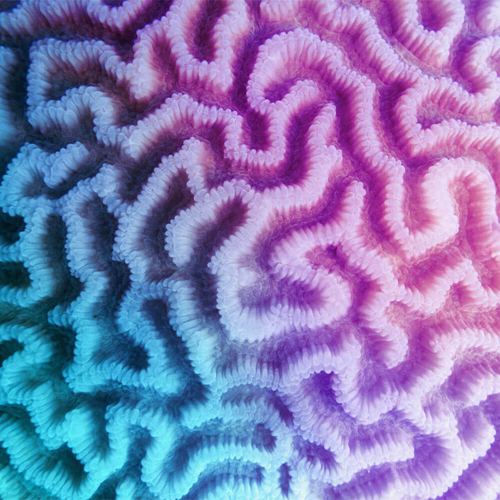 Multicolored violet- blue gradient abstract background - Organic texture of the hard brain coral