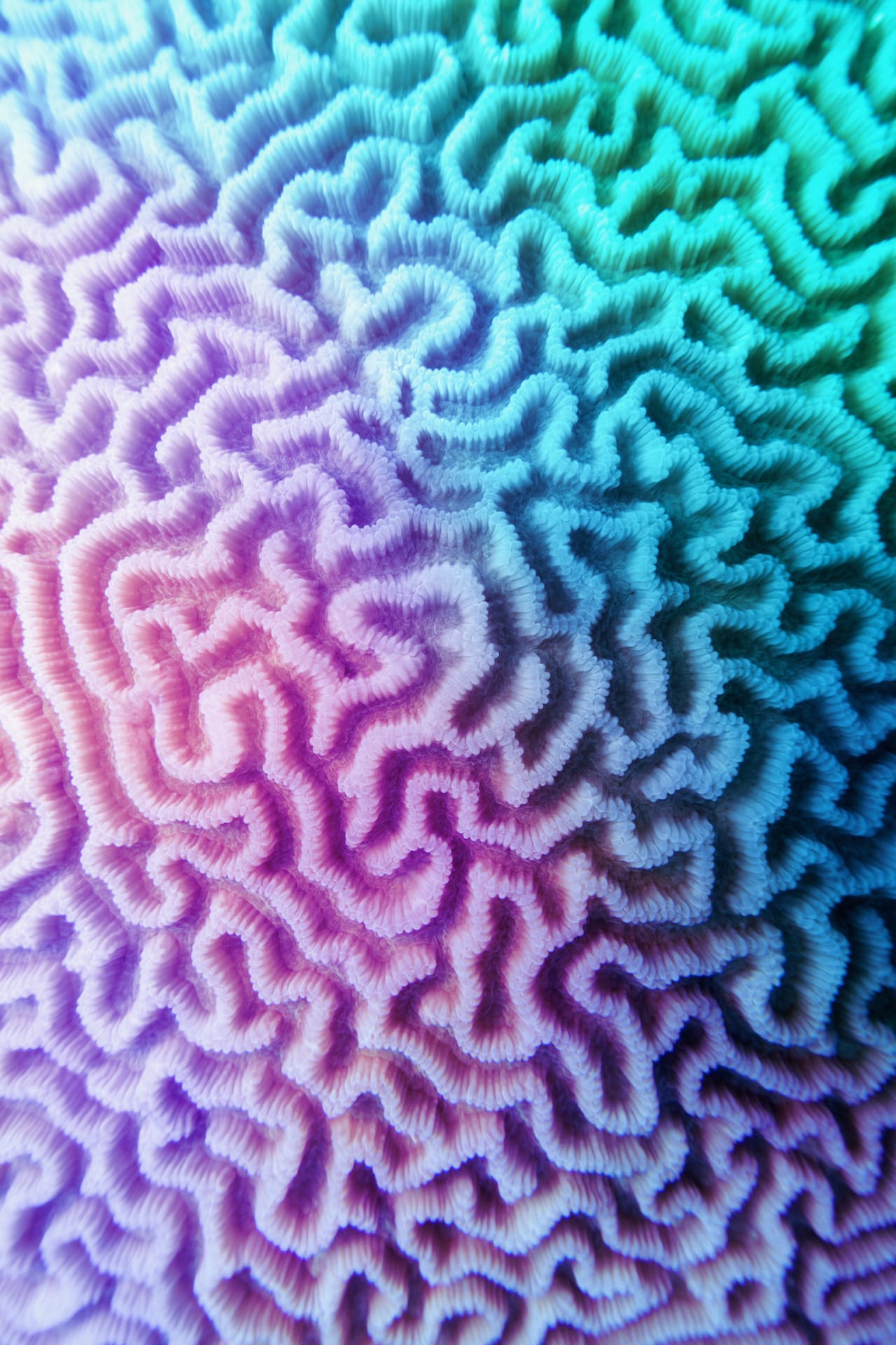 Multicolored violet- blue gradient abstract background - Organic texture of the hard brain coral