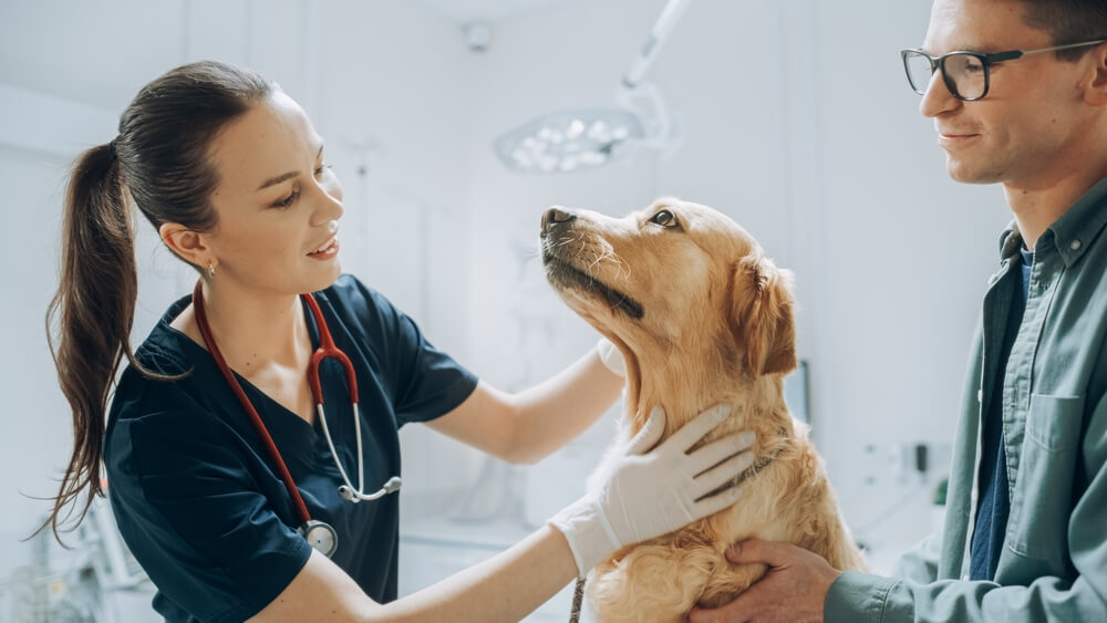 At a Modern Vet Clinic: Golden Retriever Sitting on Examination Table as a Female Veterinarian Assesses the Dog's Health