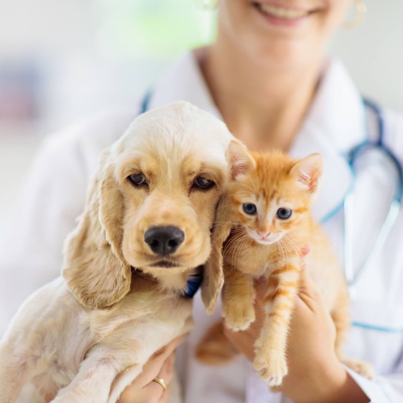 Vet examining dog and cat. Puppy and kitten at veterinarian doctor. Animal clinic