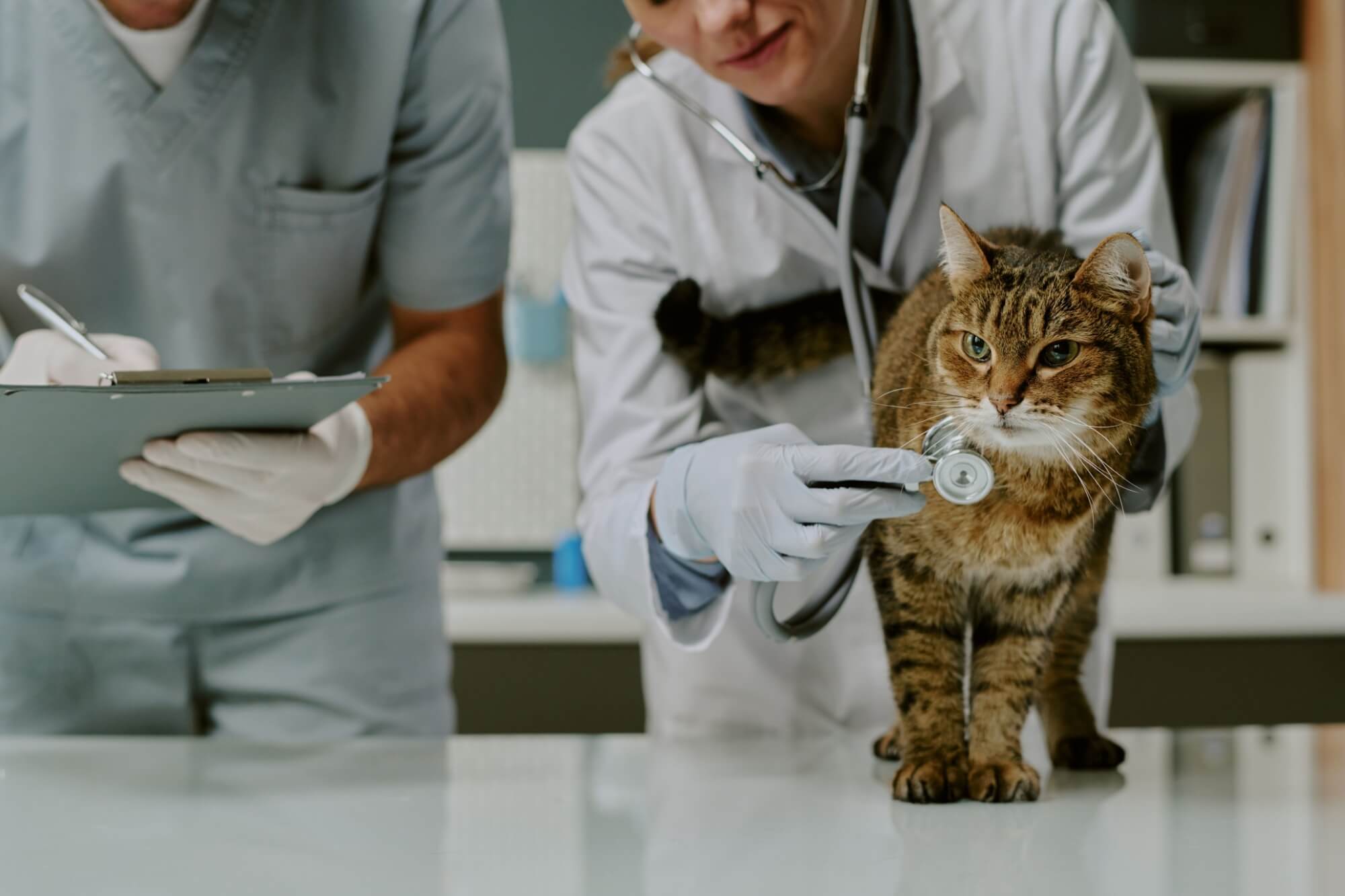 Veterinarians carefully examining a cat's health using stethoscope during routine check-up in veterinary clinic