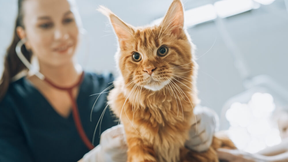Smiling Veterinarian Using Stethoscope to Examining Breathing of a Pet Maine Coon Sitting on a Check Up Table.