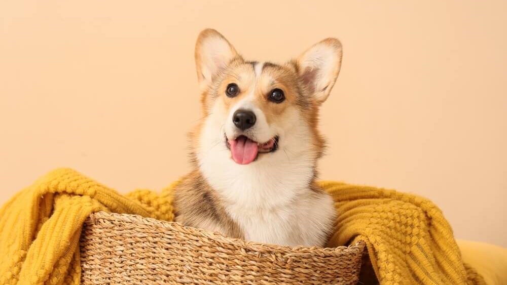 Cute Corgi dog with plaid in wicker basket on beige background, closeup