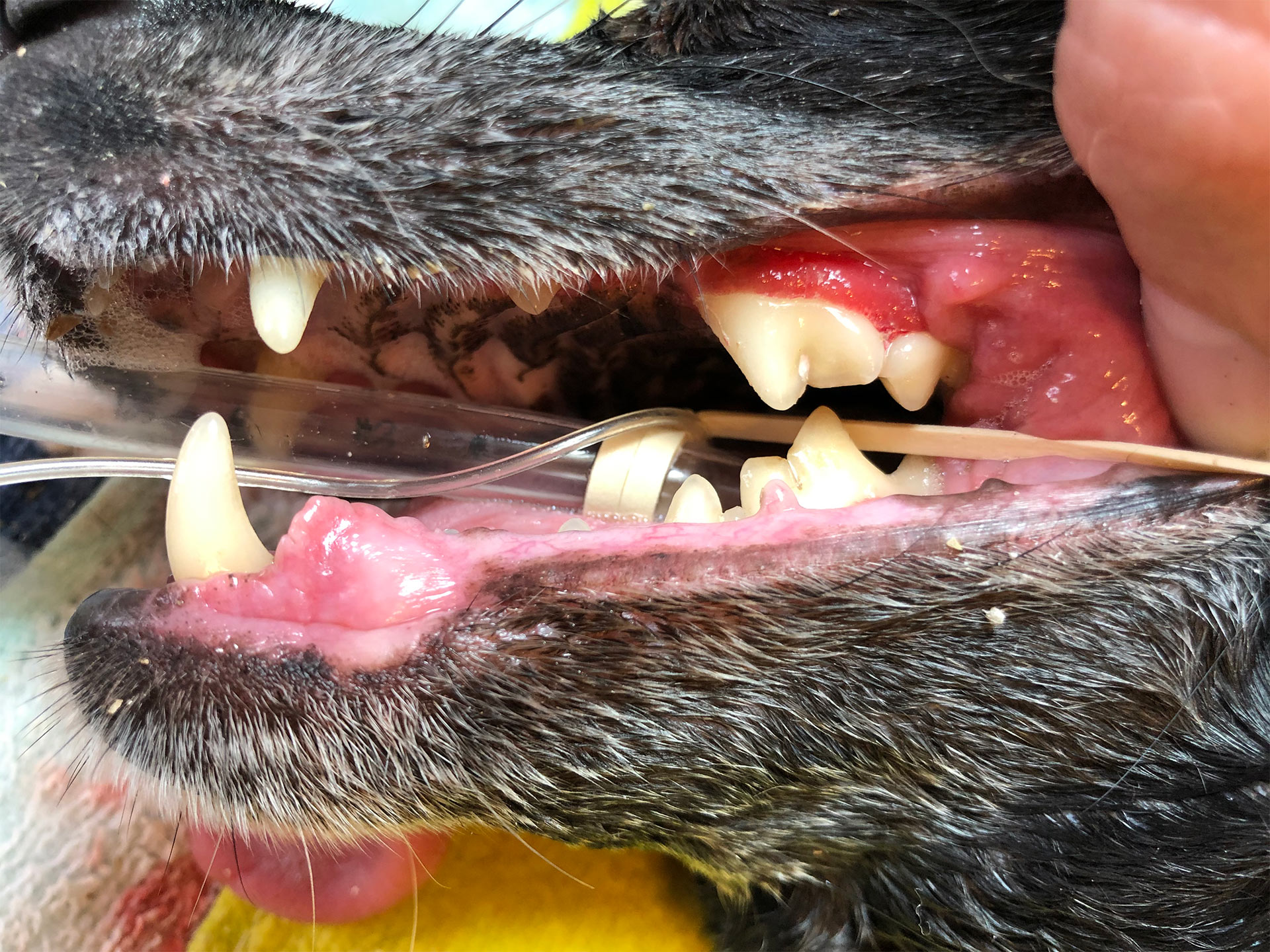 Black-dog-after