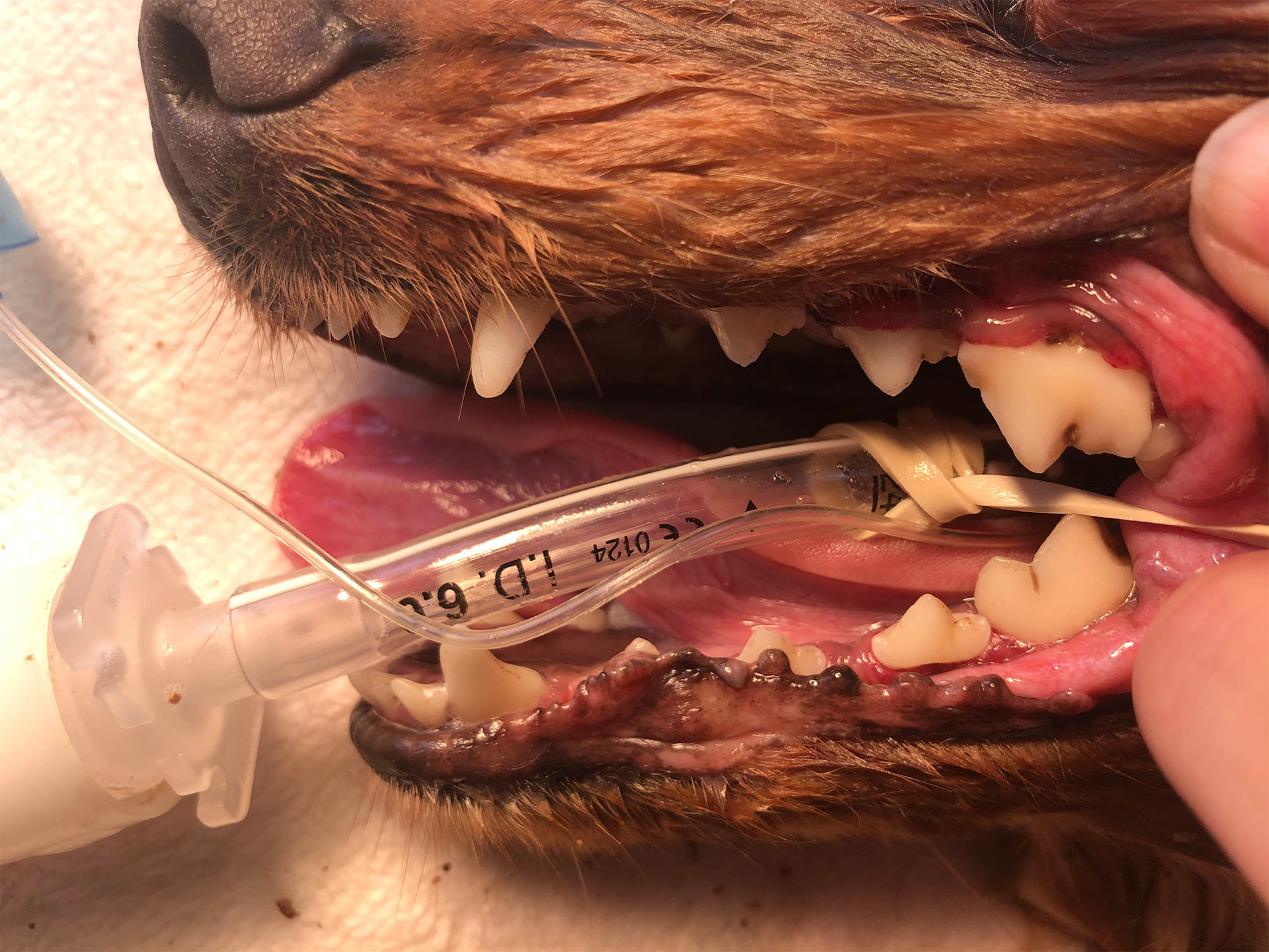 Brown-dog-teeth-after