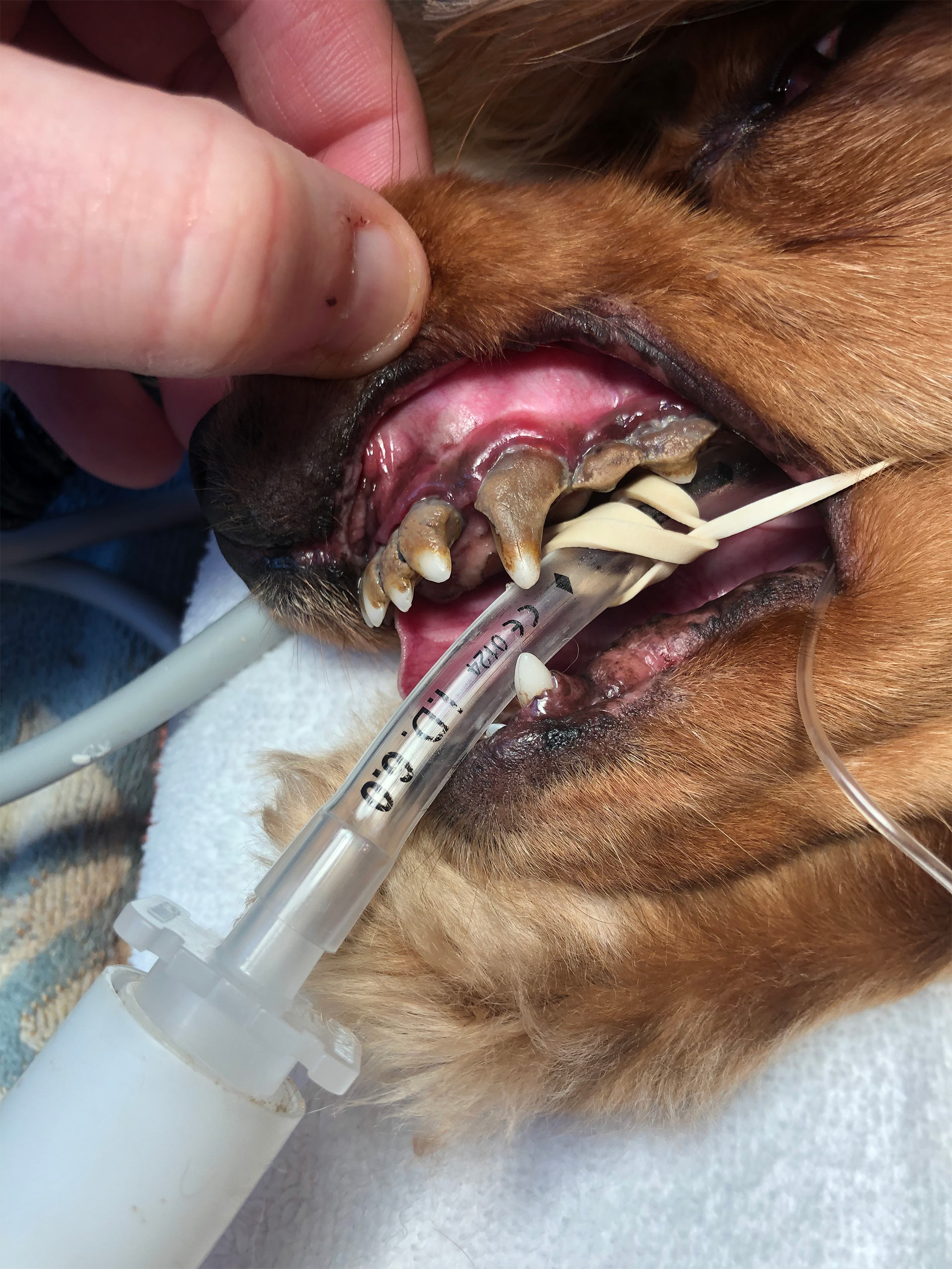 Brown-dog-teeth-before
