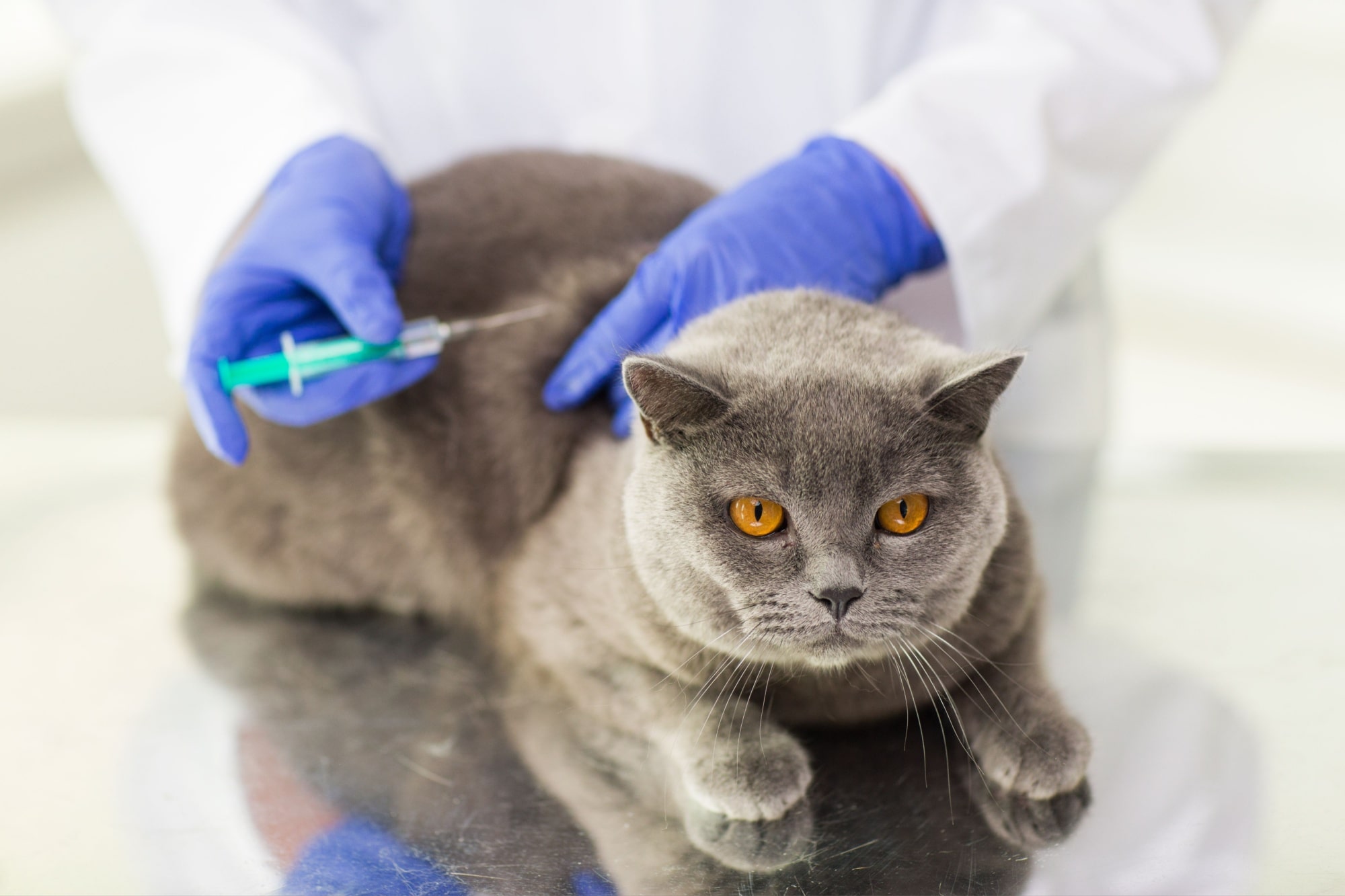 medicine, pet, animals, health care and people concept - close up of veterinarian doctor with syringe making vaccine injection to british cat at vet clinic
