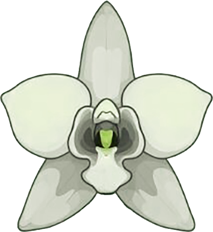 Orchid