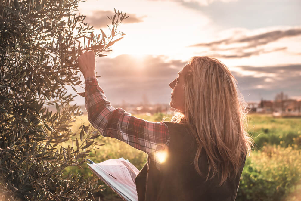 Female with a note book examining agricultural plantation of olives