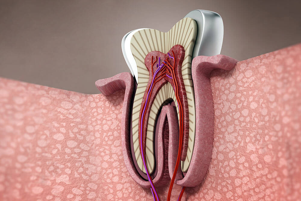 3D structure of a human tooth. 3D illustration