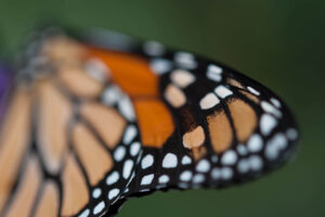 butterfly wing structure