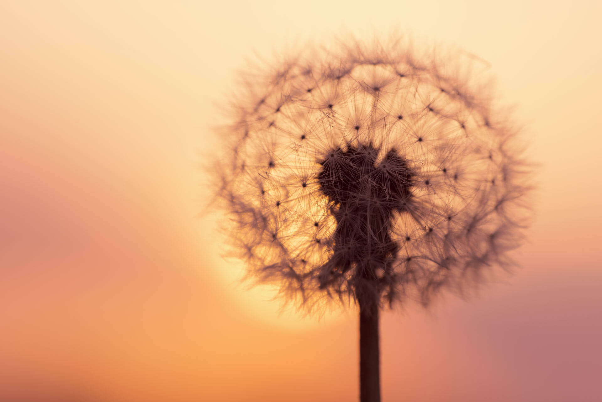 Depression Monarchs Therapy