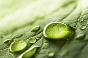 Large beautiful drops of transparent rain water on a green leaf